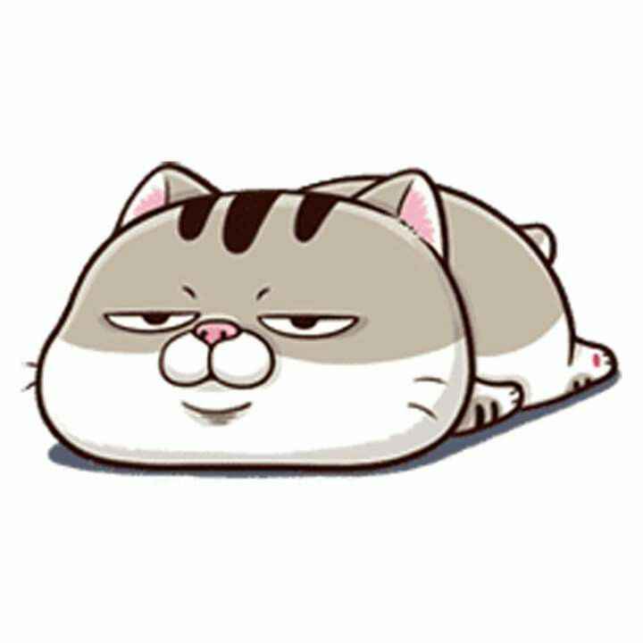 Ảnh Mèo Bựa Cute 5