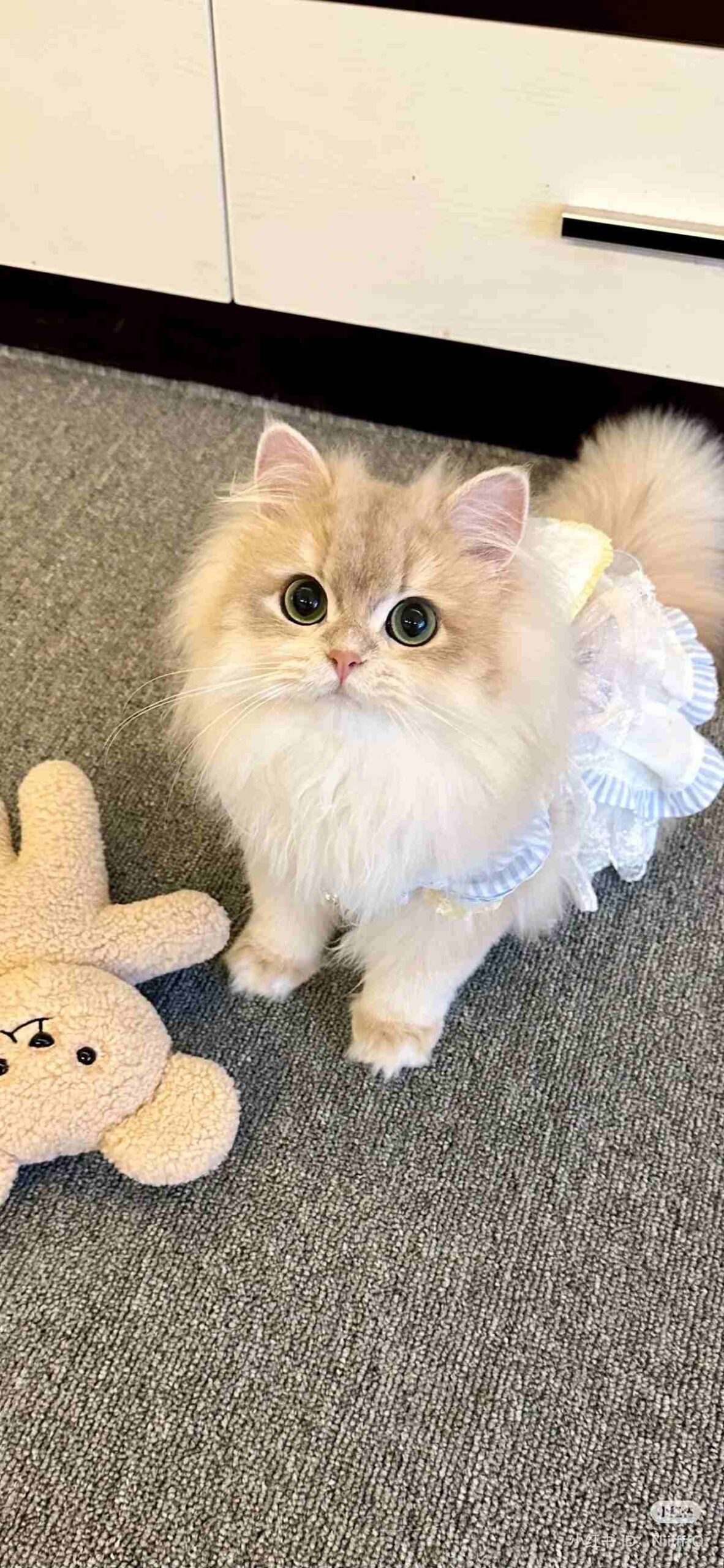 Ảnh Mèo đáng yêu 16