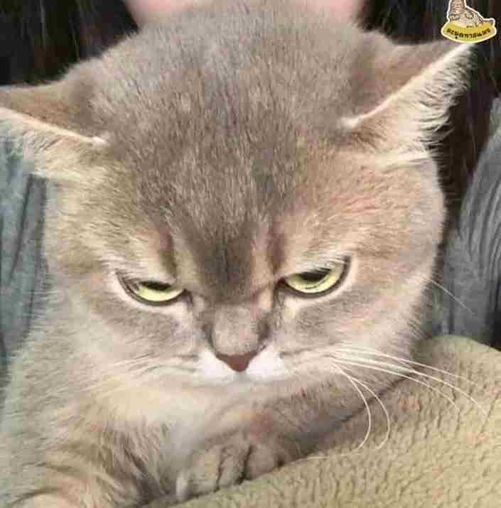 Ảnh Mèo Giận Cute 12