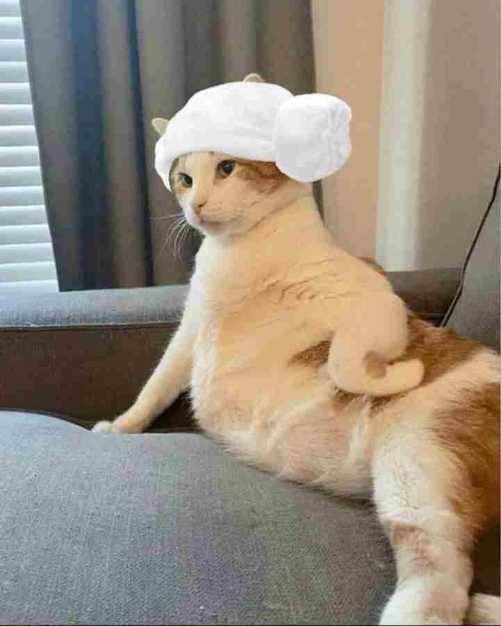 Ảnh Mèo Giận Cute 13