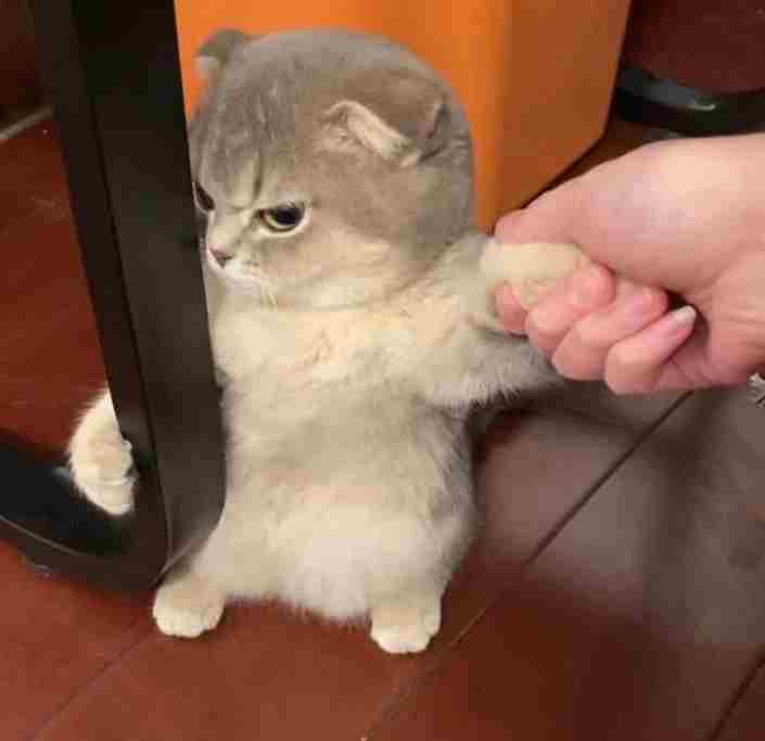 Ảnh Mèo Giận Cute 14