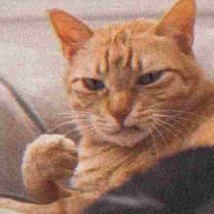 Ảnh Mèo Giận Cute 1