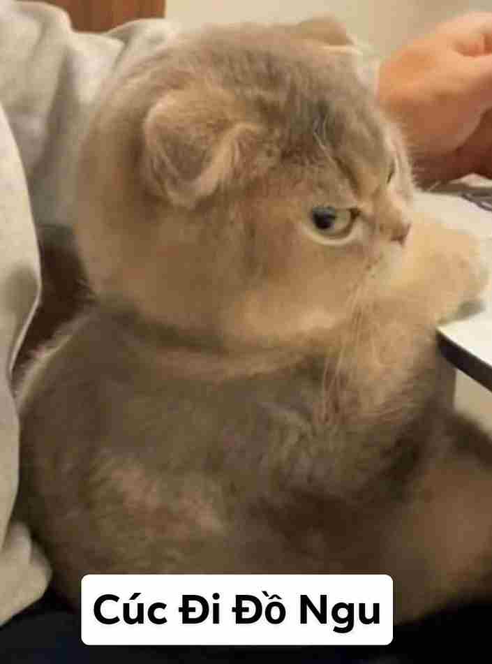 Ảnh Mèo Giận Cute 6