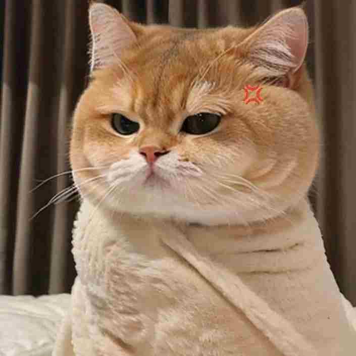 Ảnh Mèo Giận Cute 7