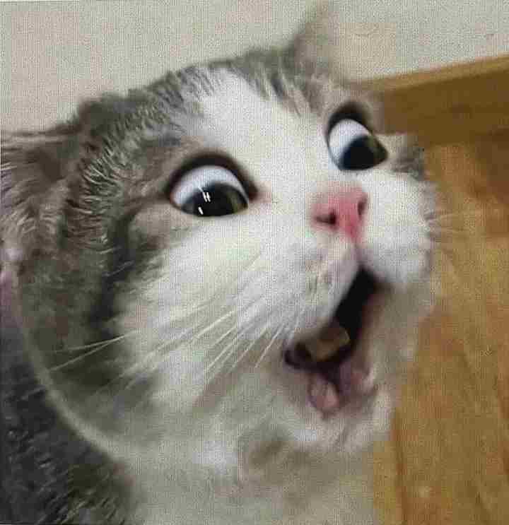 Mèo meme 6