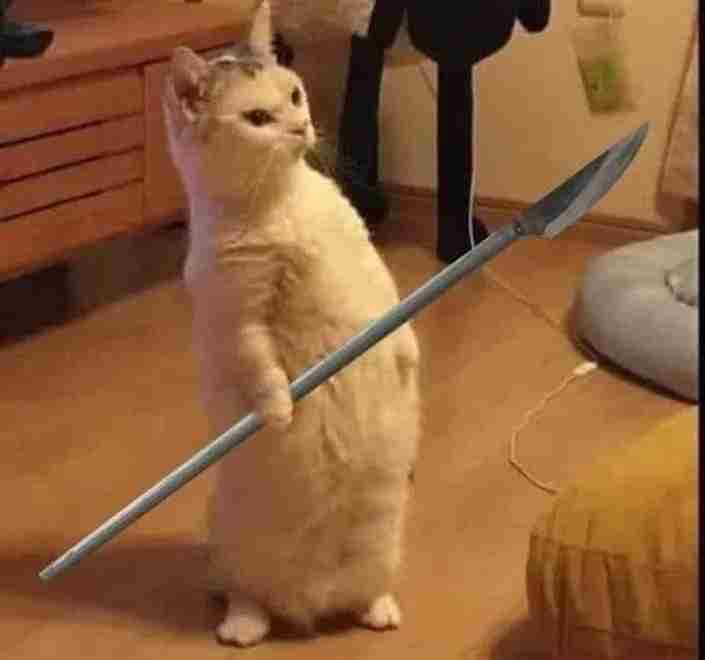 Mèo meme 16