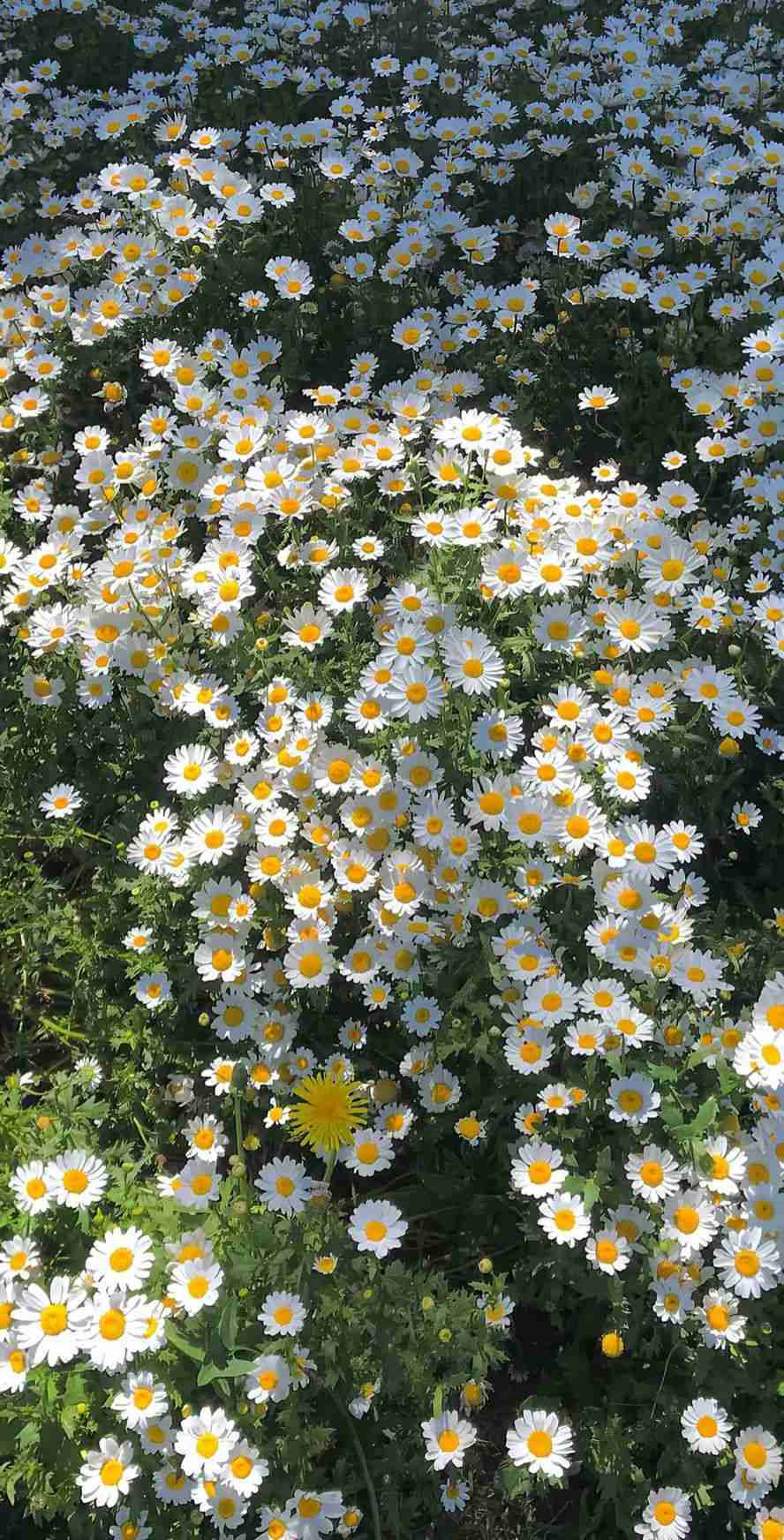 Ảnh Nền Đẹp 5