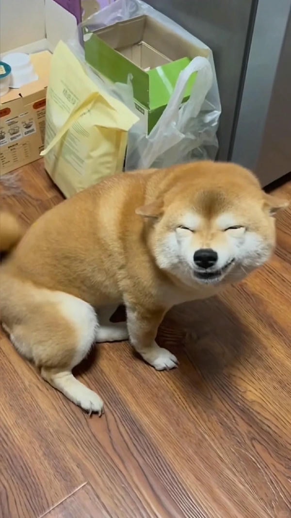 ảnh chó cười hài 1