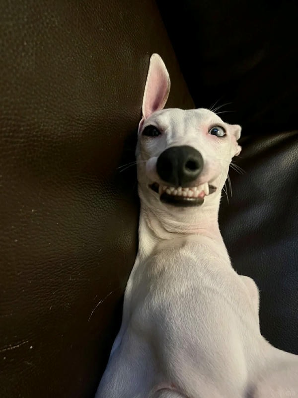 ảnh chó cười hài 19