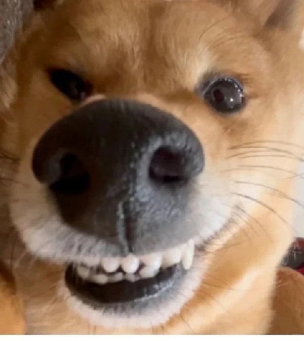 ảnh chó cười hài 29