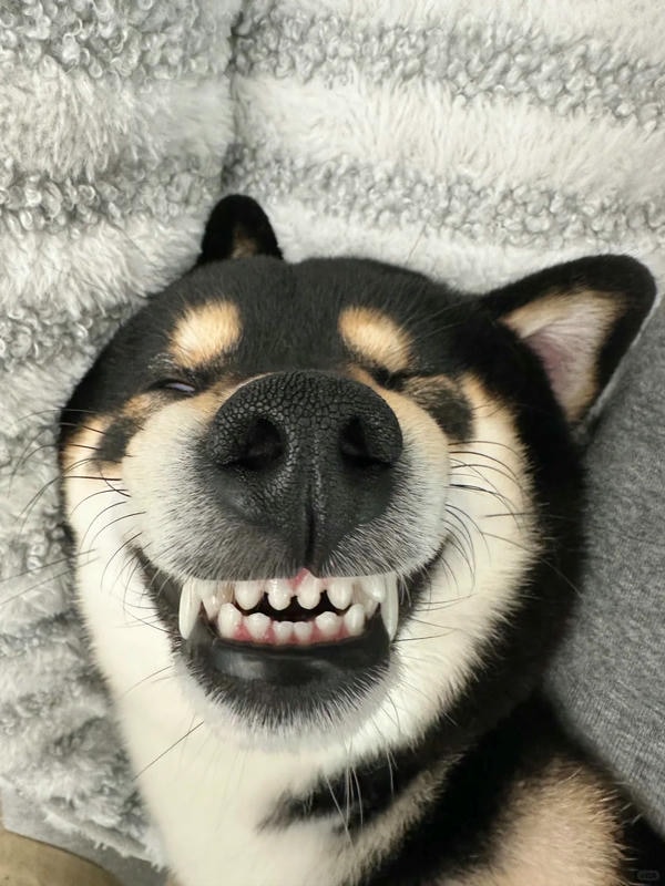 ảnh chó cười hài 30