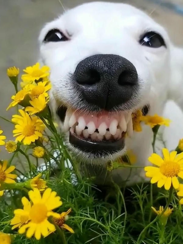 ảnh chó cười hài 32