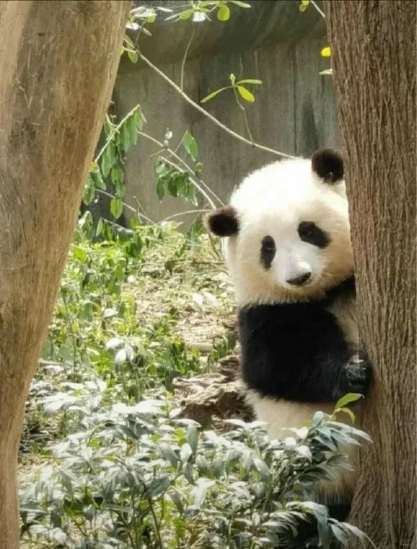 Hình ảnh gấu trúc 2