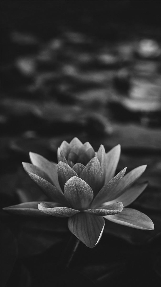 Ảnh Hoa Sen Nền Đen 11