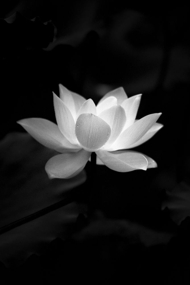 Ảnh Hoa Sen Nền Đen 13