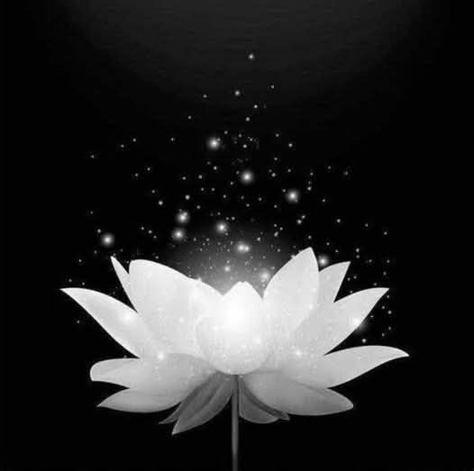 Ảnh Hoa Sen Nền Đen 15