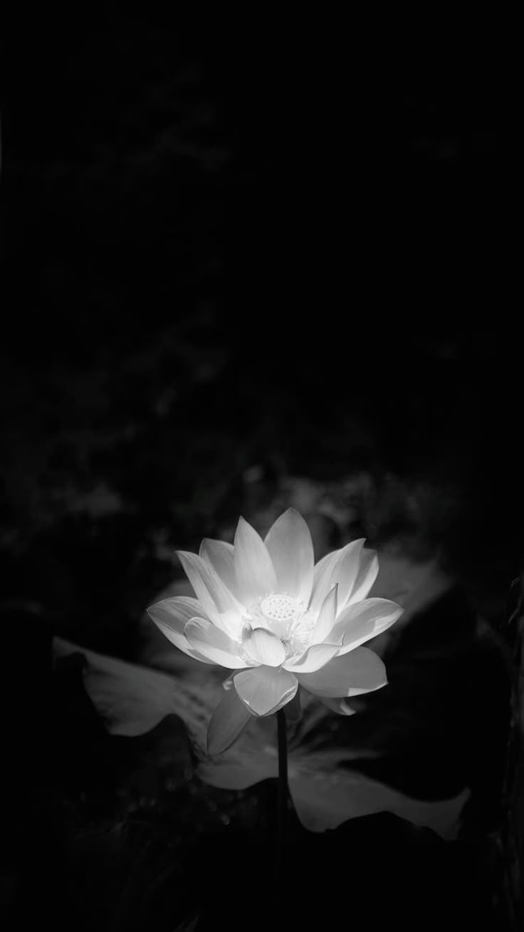 Ảnh Hoa Sen Nền Đen 6