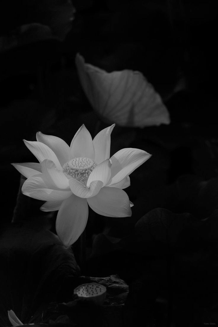 Ảnh Hoa Sen Nền Đen 9