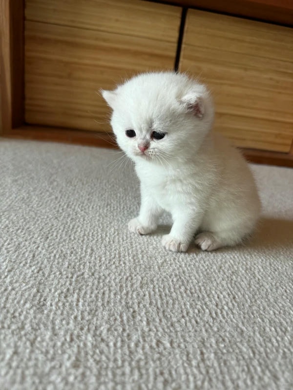 ảnh mèo buồn cute 28