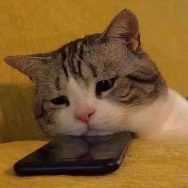 ảnh mèo buồn cute 20