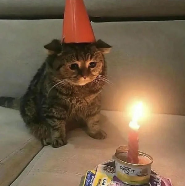 ảnh mèo buồn cute 19