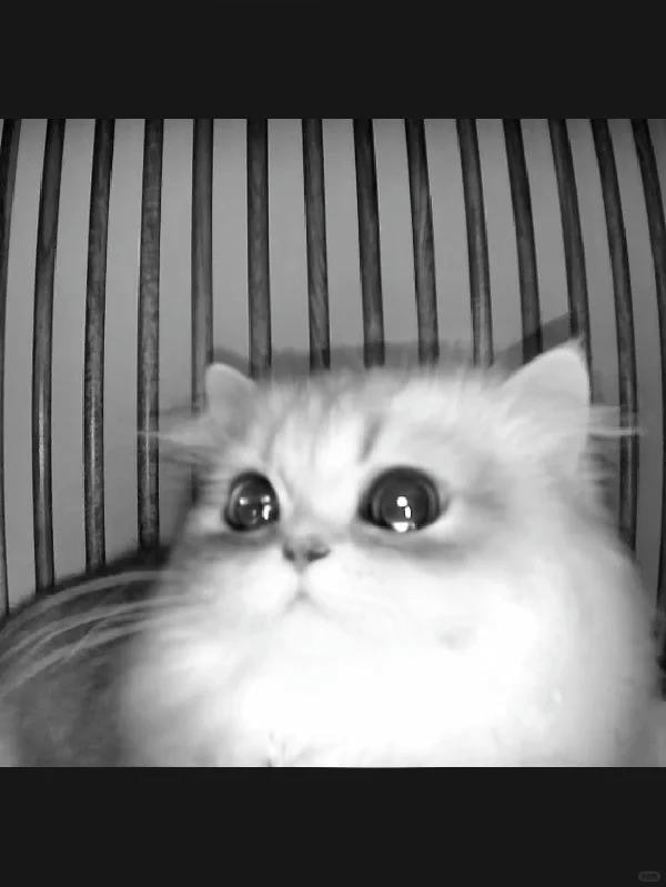 ảnh mèo buồn cute 17