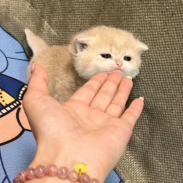 ảnh mèo buồn cute 16