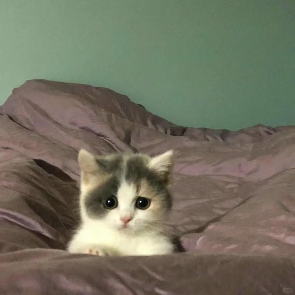 ảnh mèo buồn cute 10