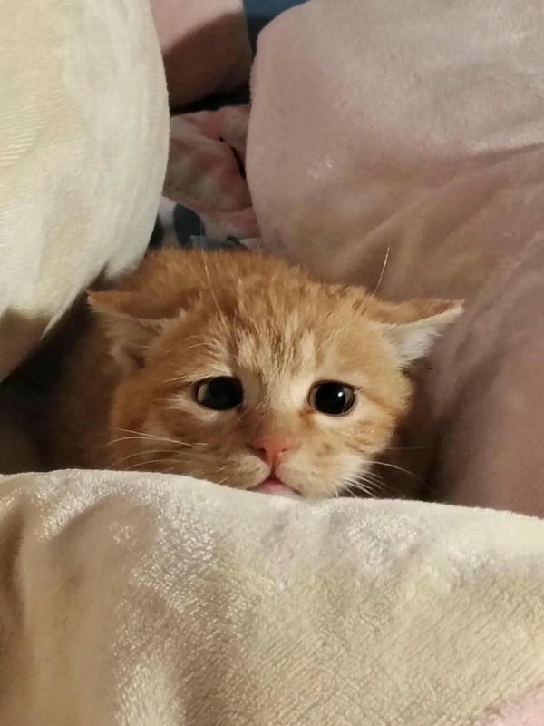 ảnh mèo buồn cute 9