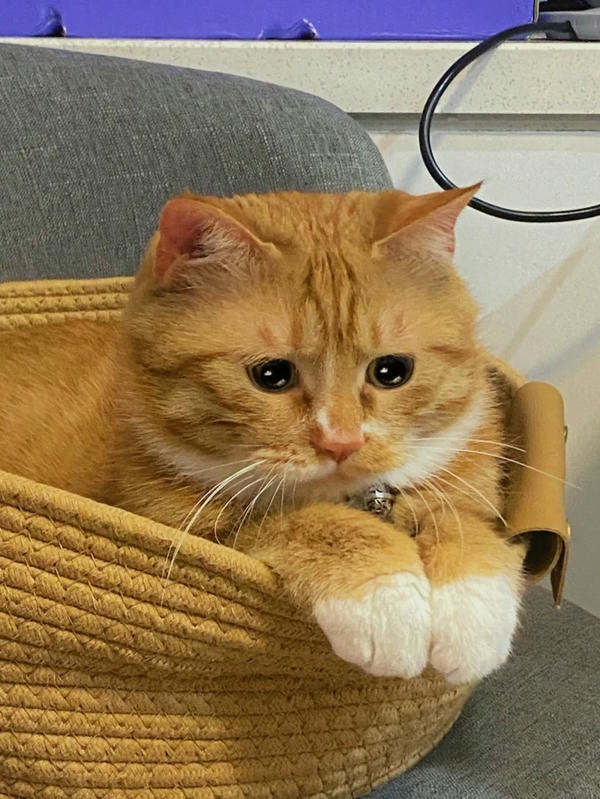 ảnh mèo buồn cute 8