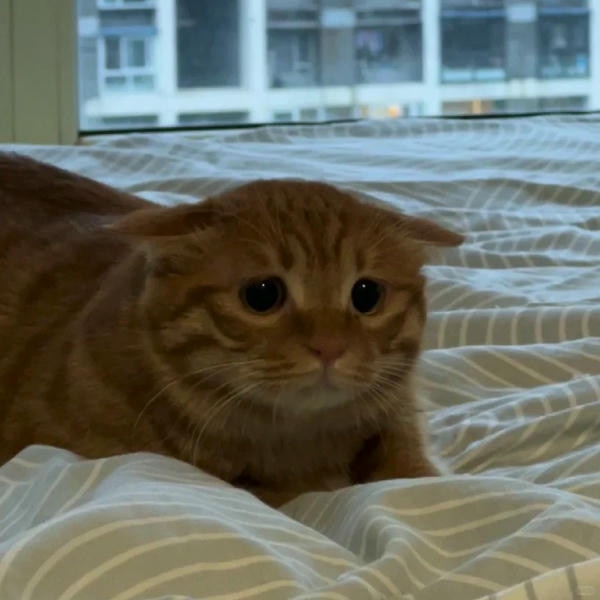 ảnh mèo buồn cute 6