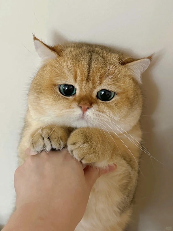 ảnh mèo buồn cute 5