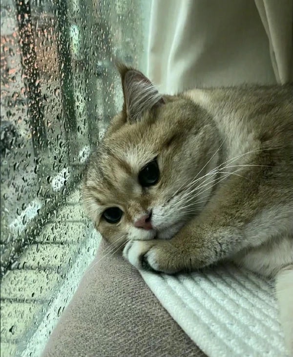 ảnh mèo buồn cute 4