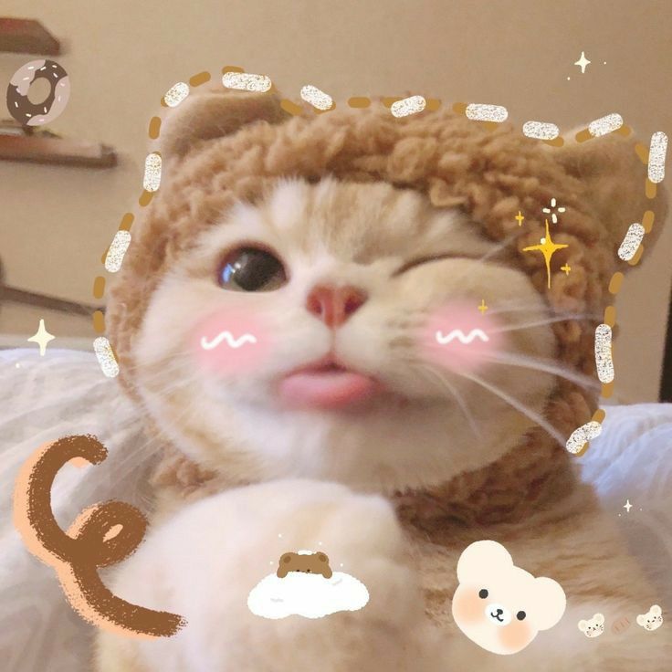 Ảnh Mèo đáng yêu 2