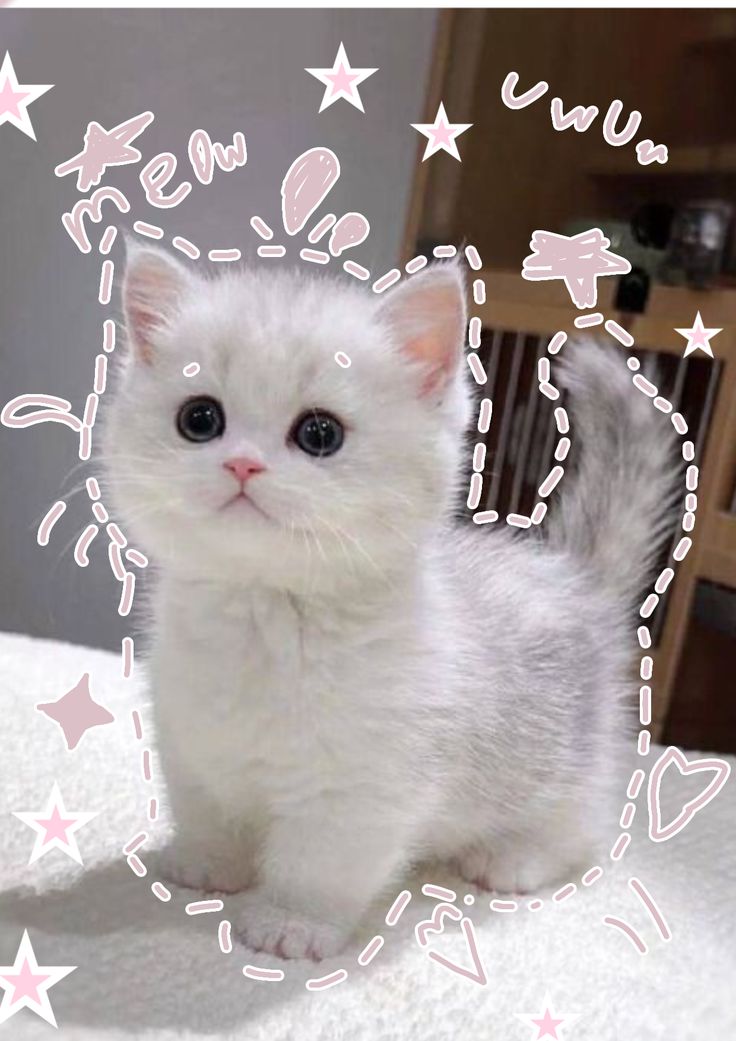 Ảnh Mèo đáng yêu 3