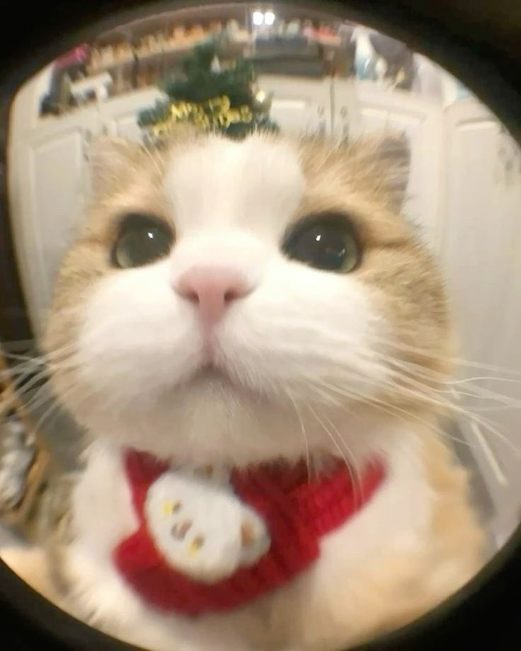 Ảnh Mèo đáng yêu 4