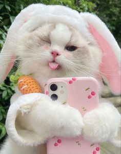 Ảnh Mèo đáng yêu 5