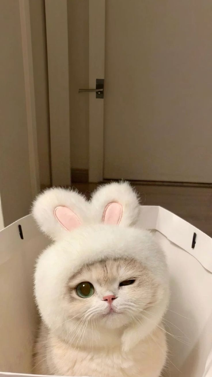 Ảnh Mèo đáng yêu 7