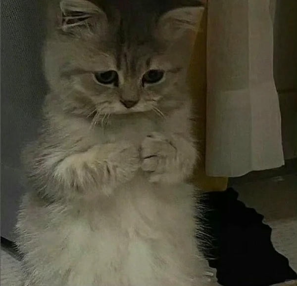 ảnh mèo buồn cute 2