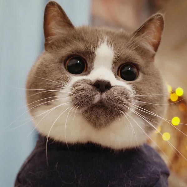 ảnh mèo cute trái tim 1