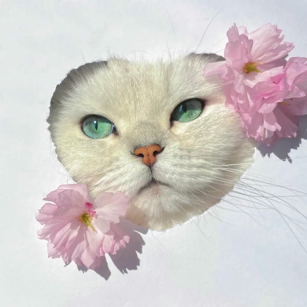 ảnh mèo cute trái tim 11