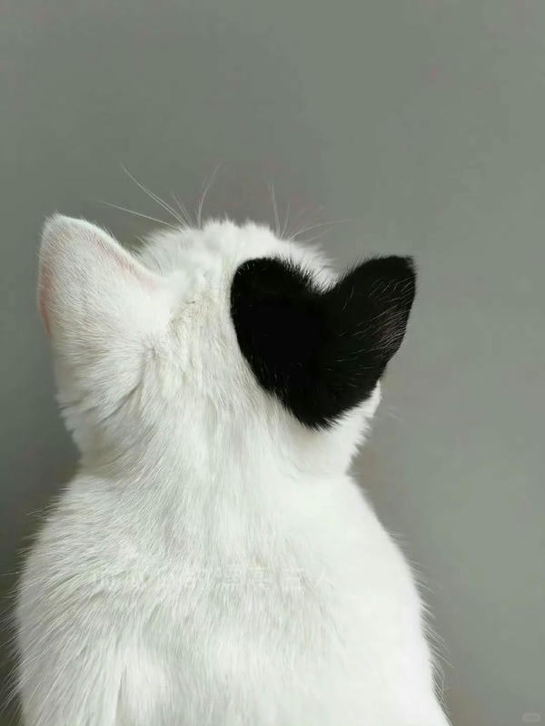 ảnh mèo cute trái tim 14