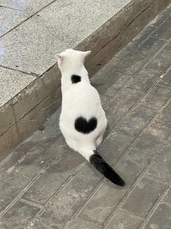 ảnh mèo cute trái tim 3