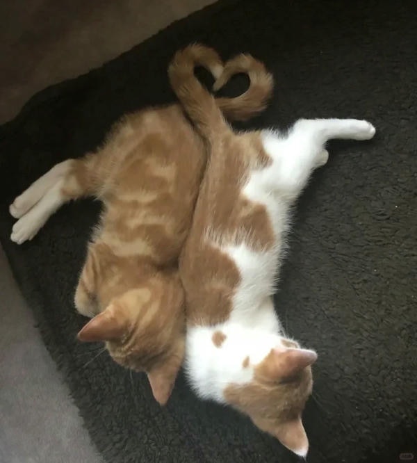 ảnh mèo cute trái tim 26