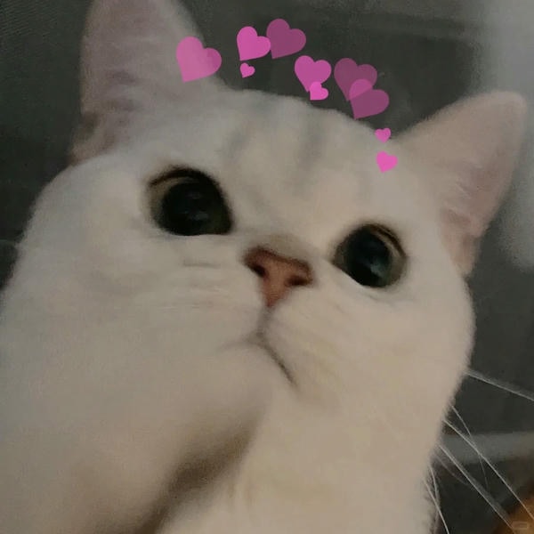 ảnh mèo cute trái tim 5