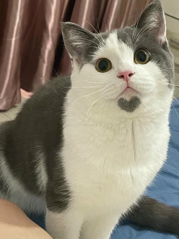 ảnh mèo cute trái tim 6