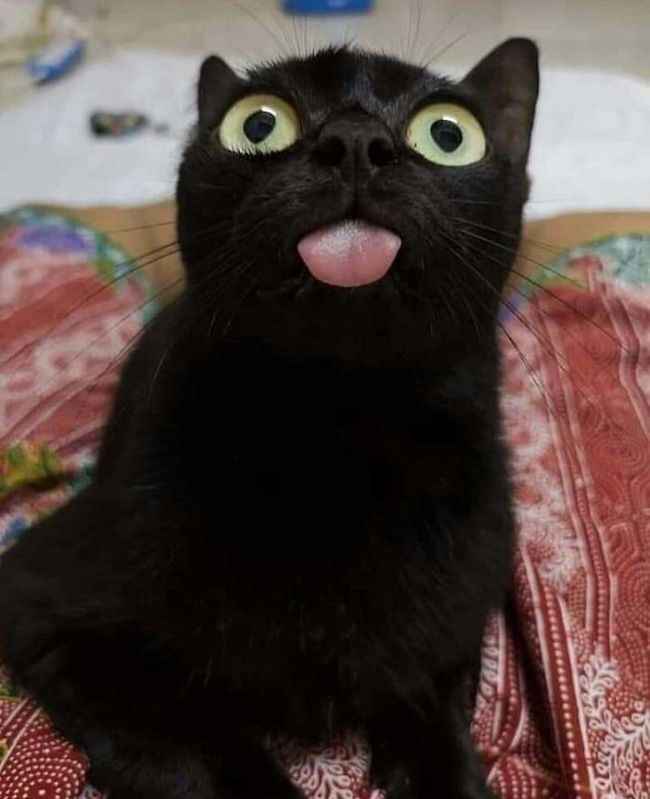 Ảnh Mèo Đen 12