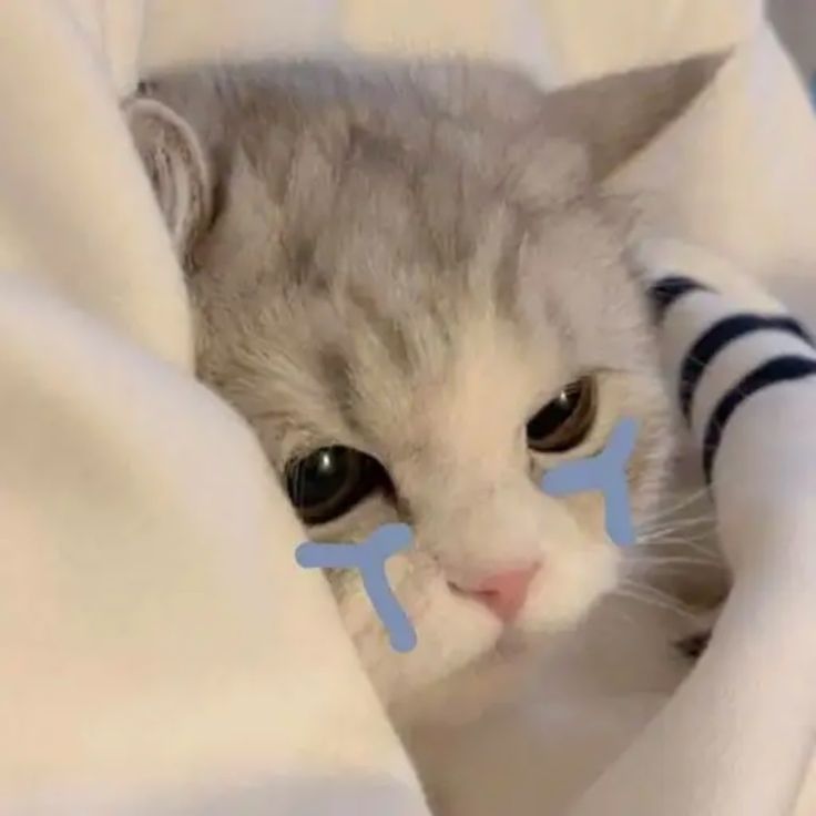 Avatar Ảnh Mèo Cute 7