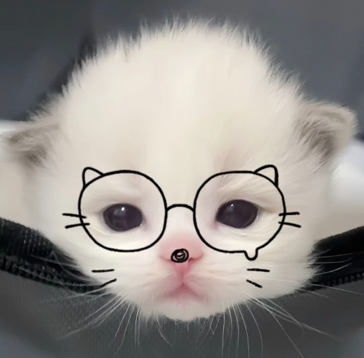 Avatar Ảnh Mèo Cute 12