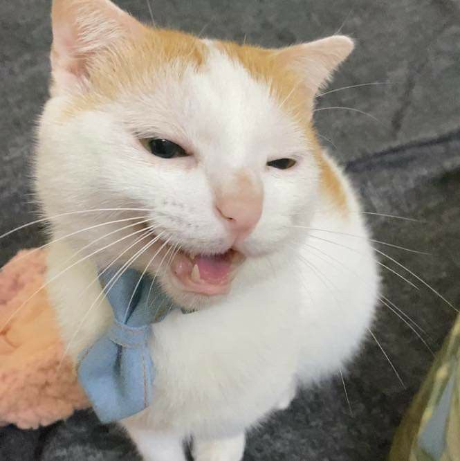 Avatar Ảnh Mèo Cute 15